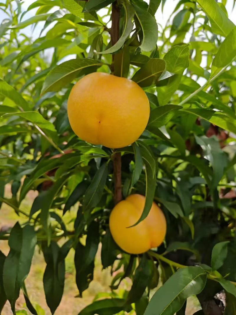蒙阴黄桃