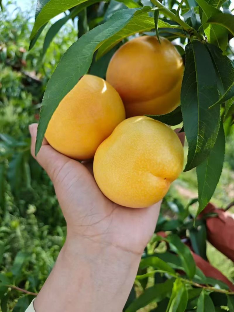蒙阴黄桃