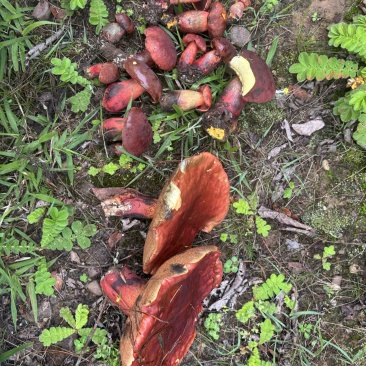 野生菌