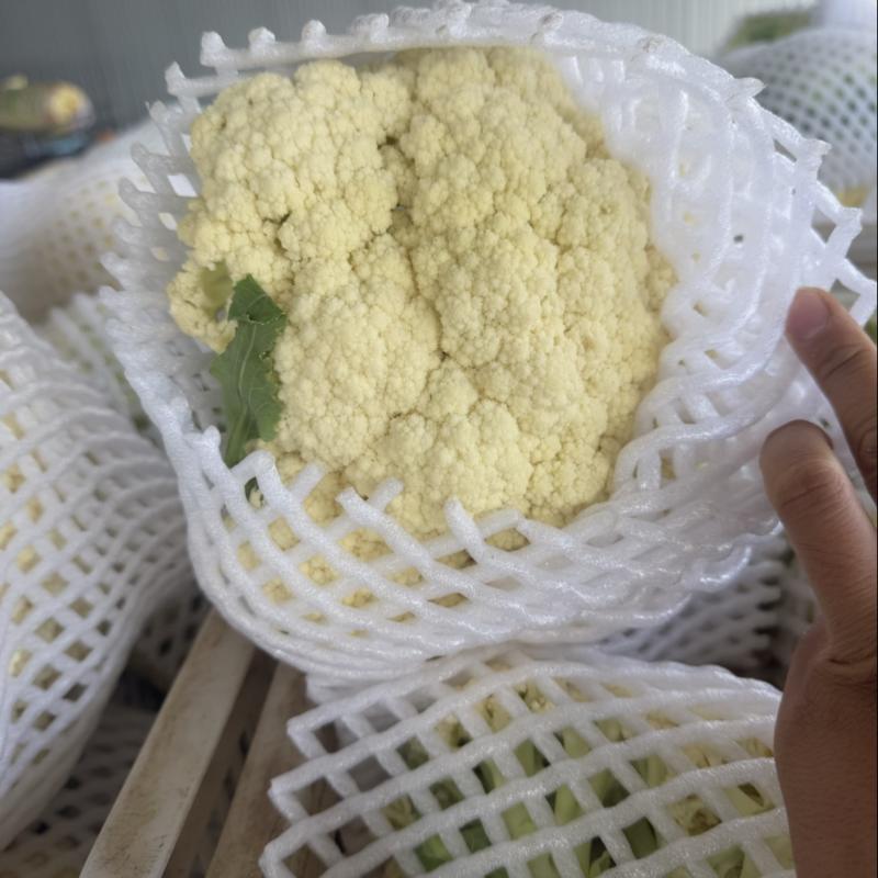 松花菜新鲜上市，基地直发，可供商场，市场，