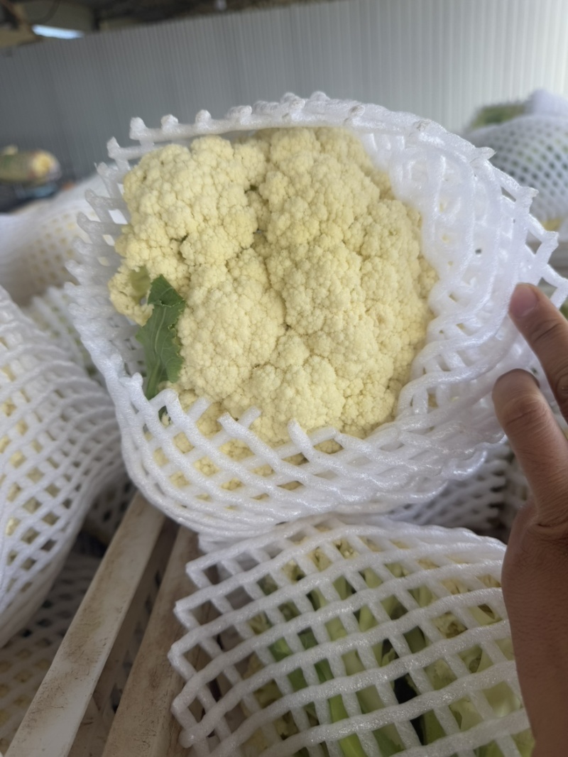 松花菜新鲜上市，基地直发，可供商场，市场，