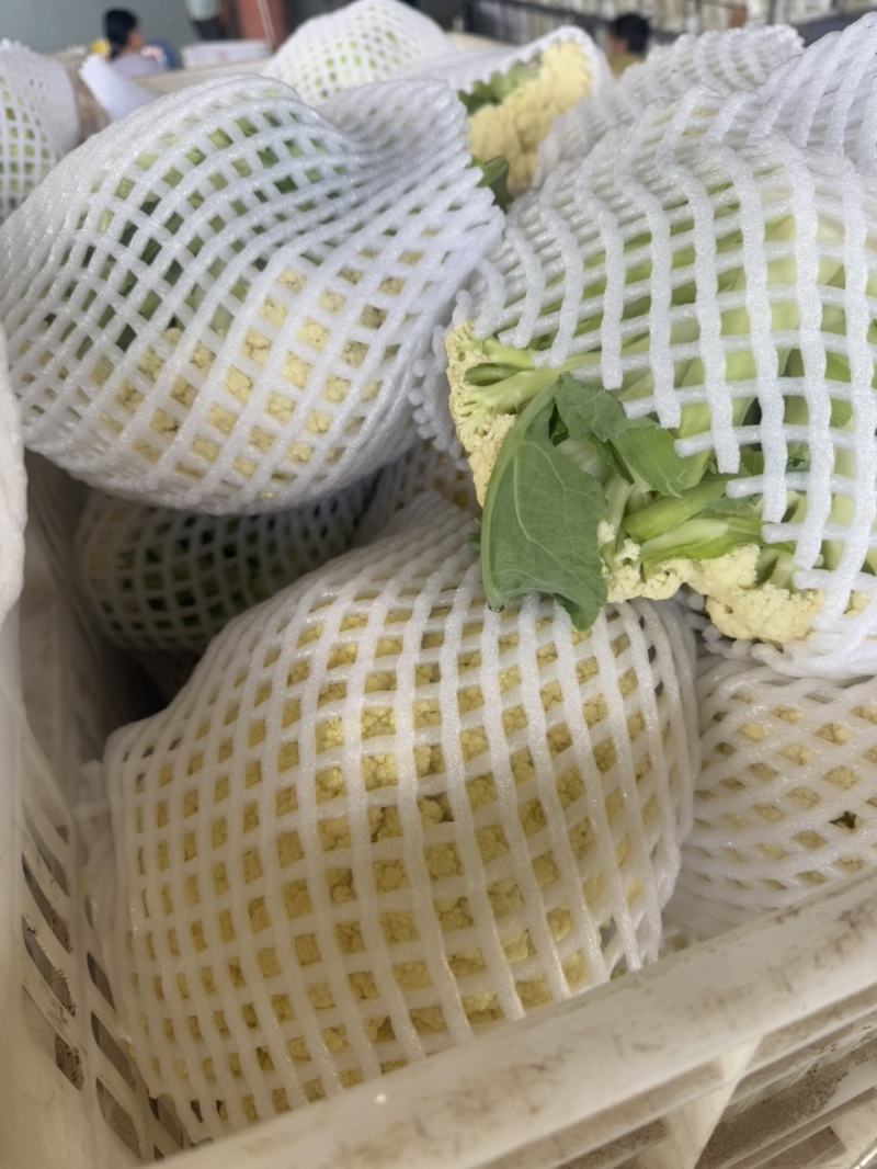 松花菜新鲜上市，基地直发，可供商场，市场，