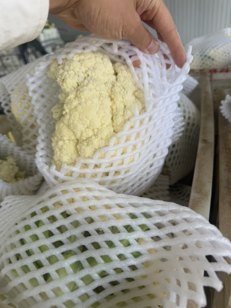 松花菜新鲜上市，基地直发，可供商场，市场，