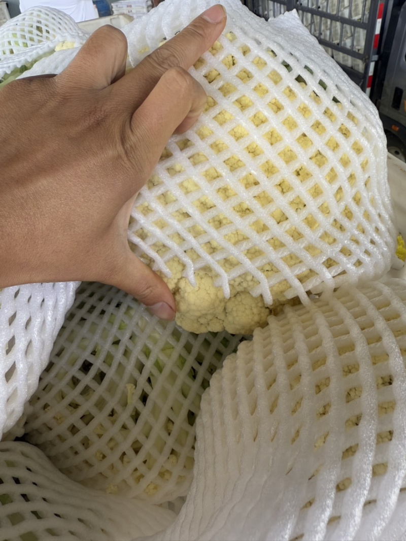 松花菜新鲜上市，基地直发，可供商场，市场，