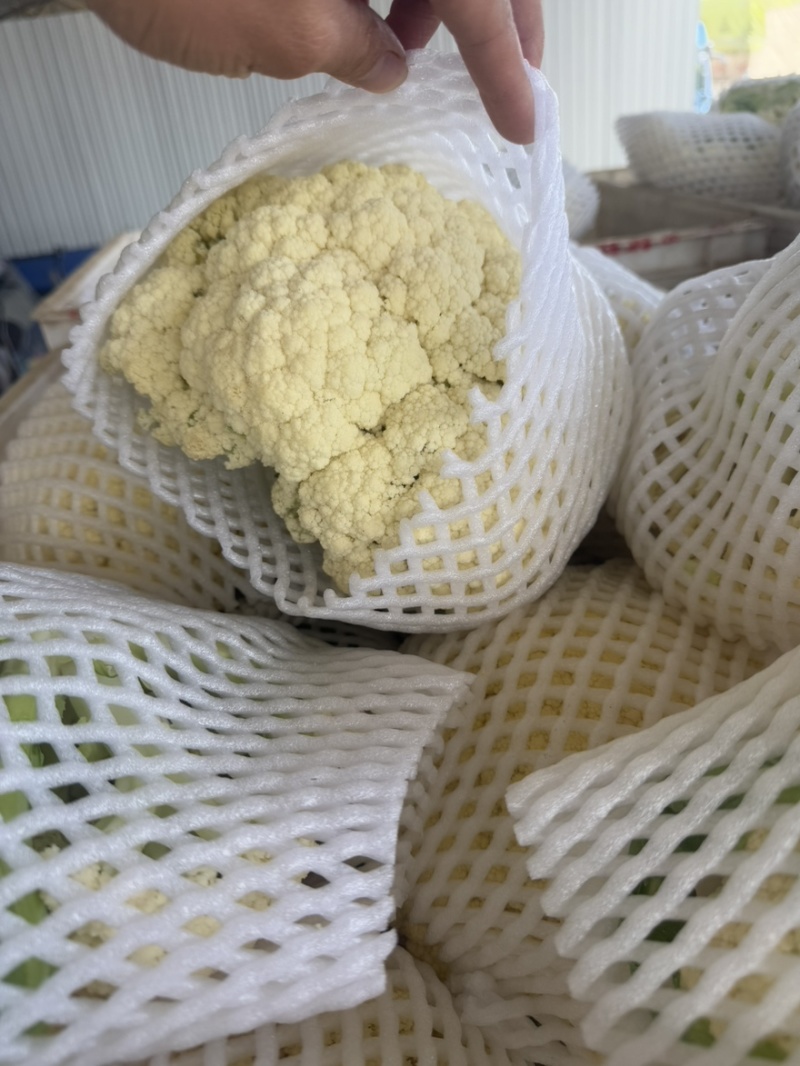 松花菜新鲜上市，基地直发，可供商场，市场，