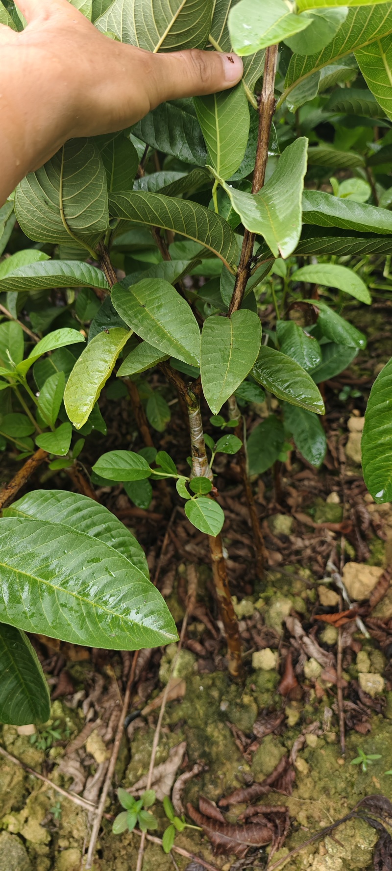 西瓜红芭乐树苗年底有果，芭乐苗，果肉是红色的，口感比较脆