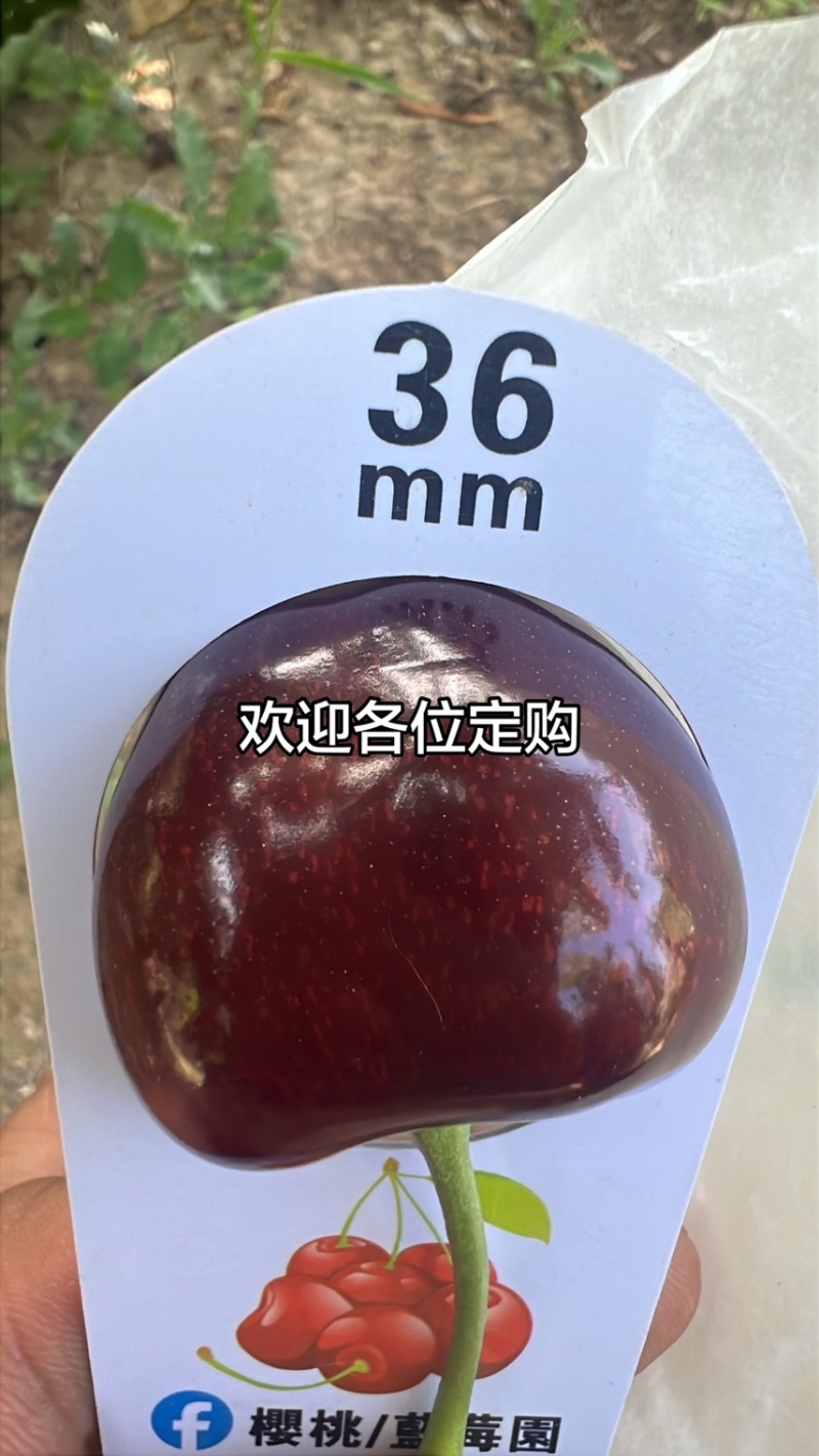 天水大樱桃#俄8#美早#胜利#