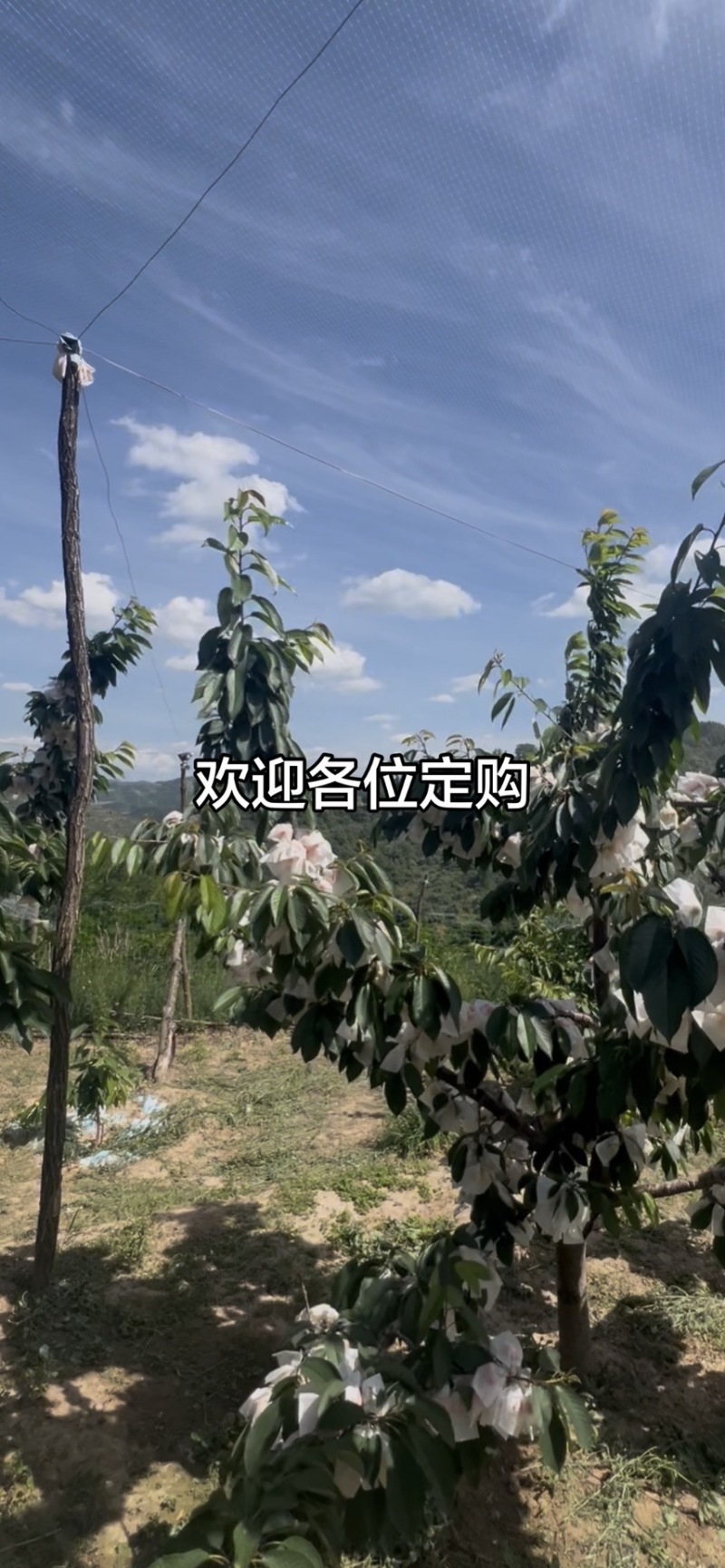 天水大樱桃#俄8#美早#胜利#