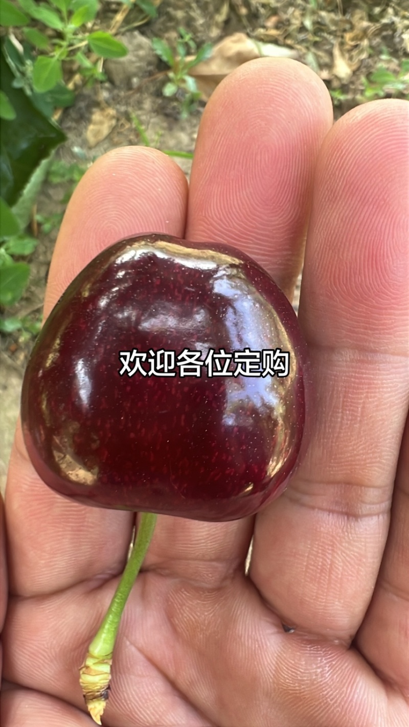 天水大樱桃#俄8#美早#胜利#