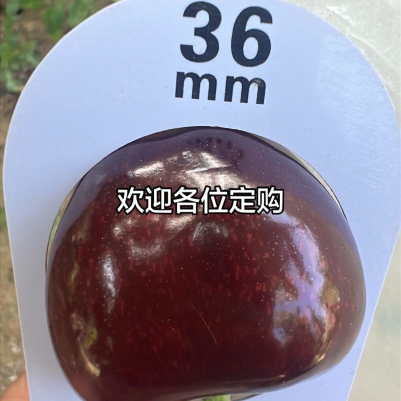 天水大樱桃#俄8#美早#胜利#