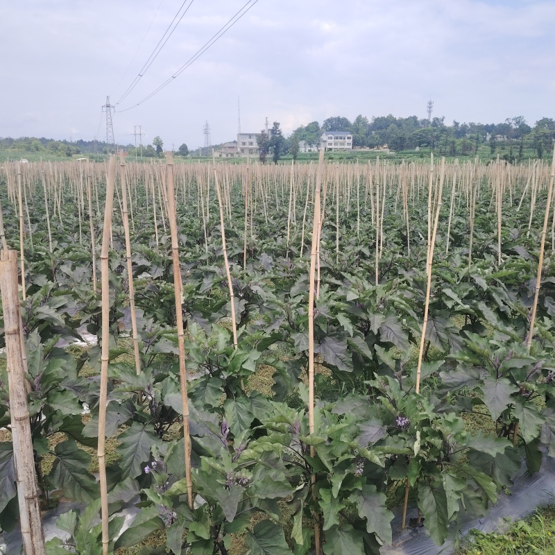 烧烤茄，新品上市，质量保证