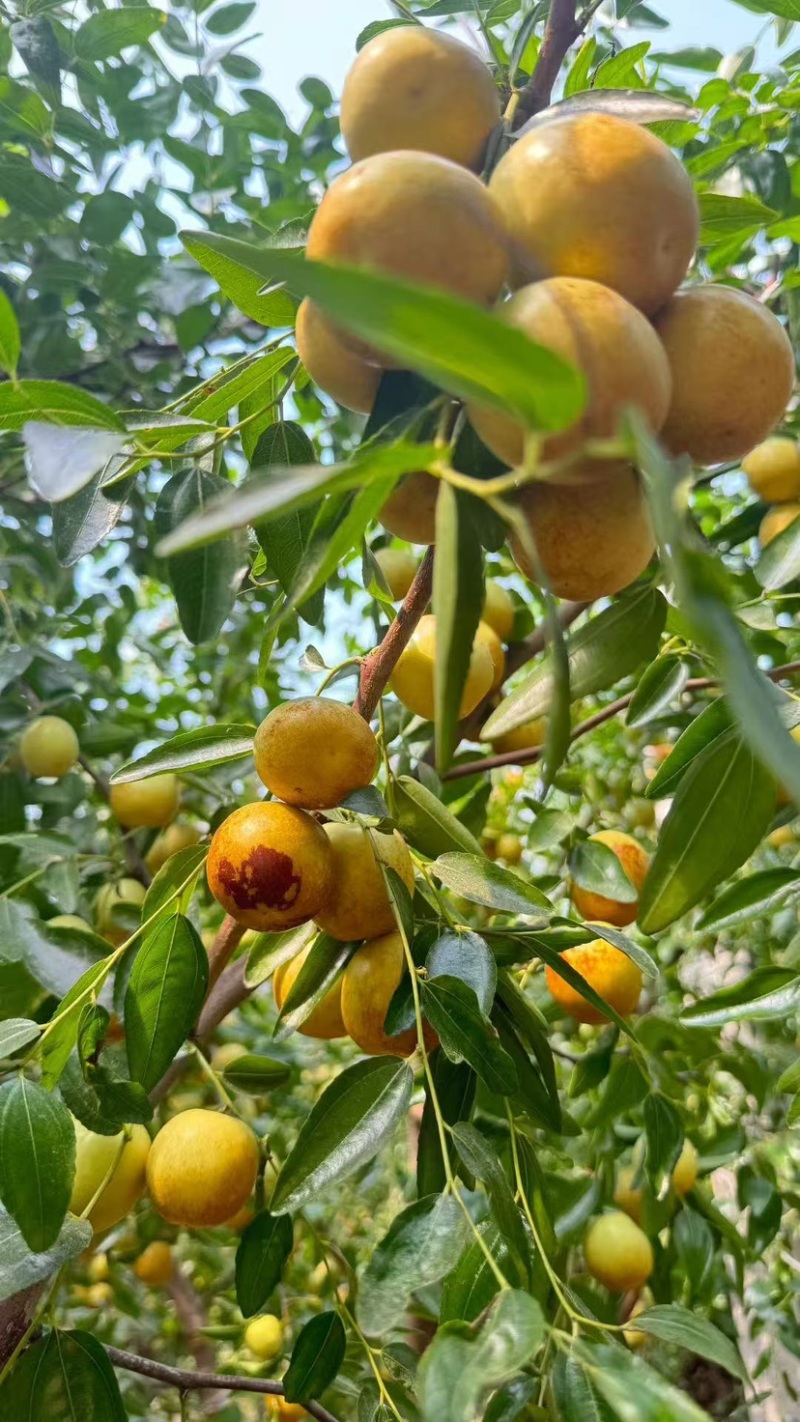 大荔冬枣，电商一件代发产地直发