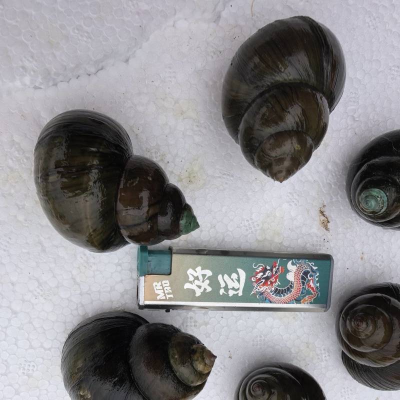 大量出售养殖中华圆田螺，一手货源，价格优惠