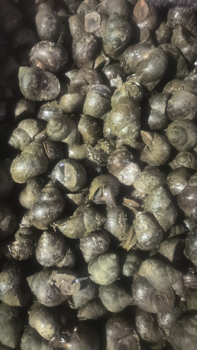 大量出售养殖中华圆田螺，一手货源，价格优惠