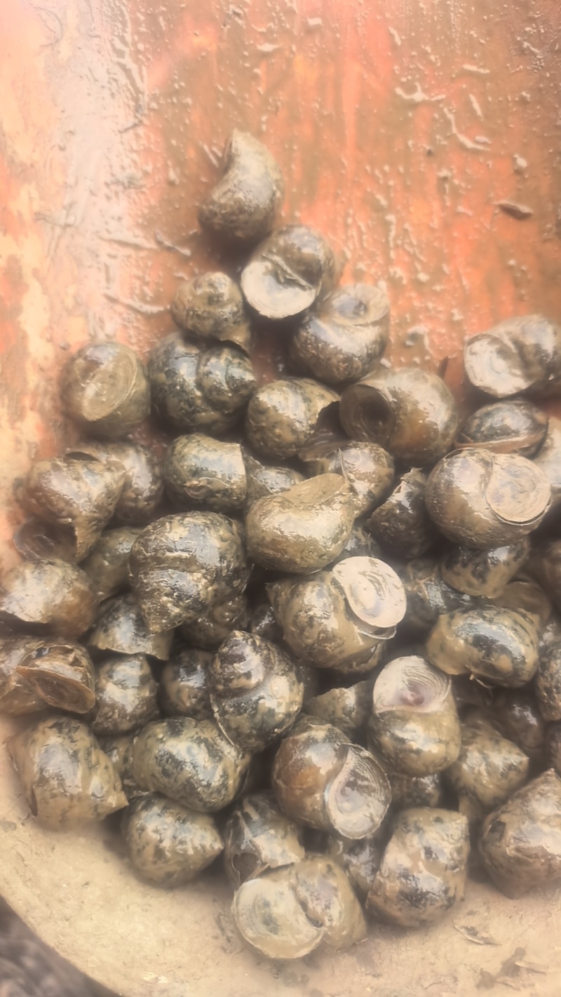 大量出售养殖中华圆田螺，一手货源，价格优惠