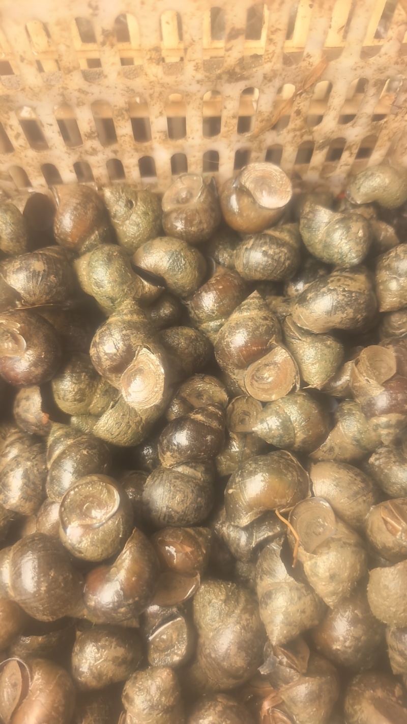 大量出售养殖中华圆田螺，一手货源，价格优惠