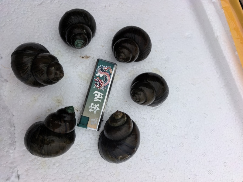 大量出售养殖中华圆田螺，一手货源，价格优惠