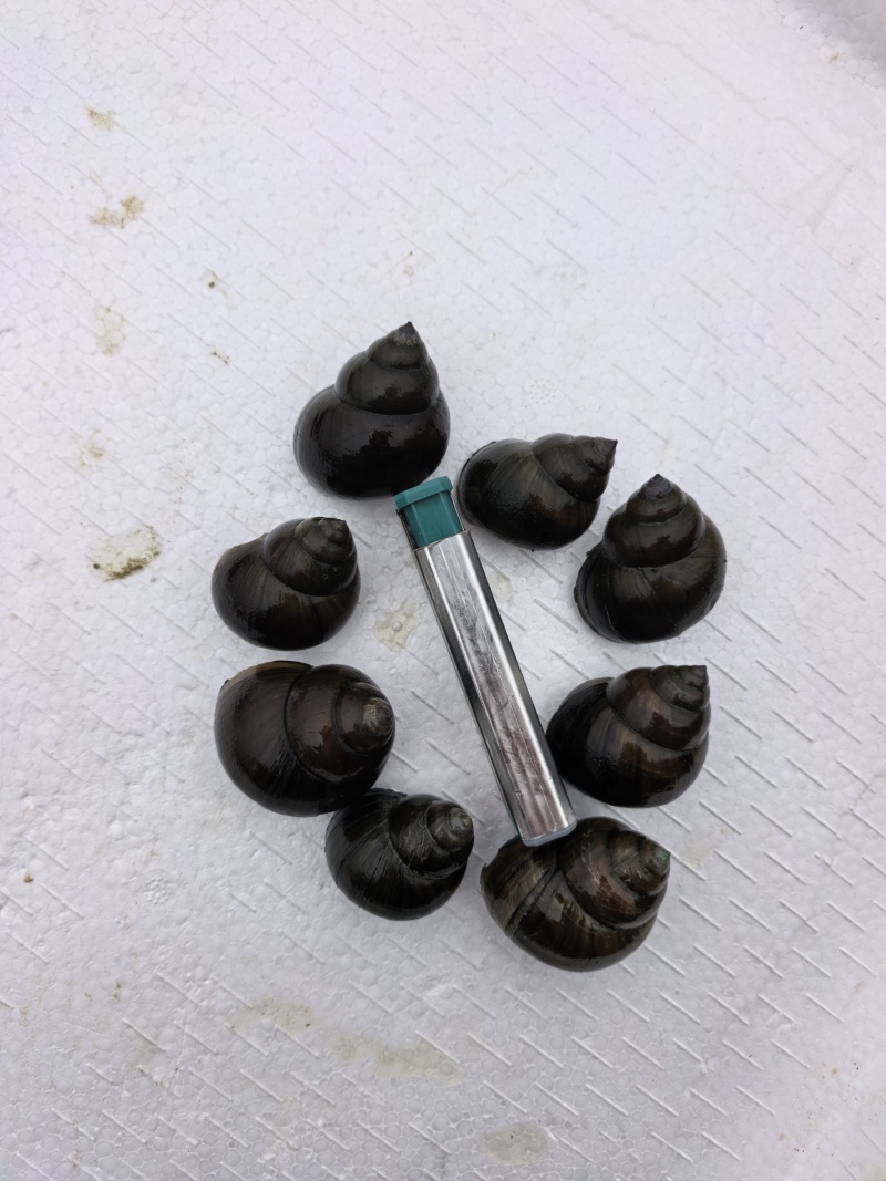 大量出售养殖中华圆田螺，一手货源，价格优惠