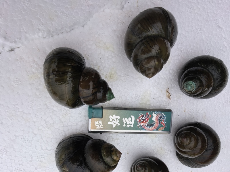 大量出售养殖中华圆田螺，一手货源，价格优惠