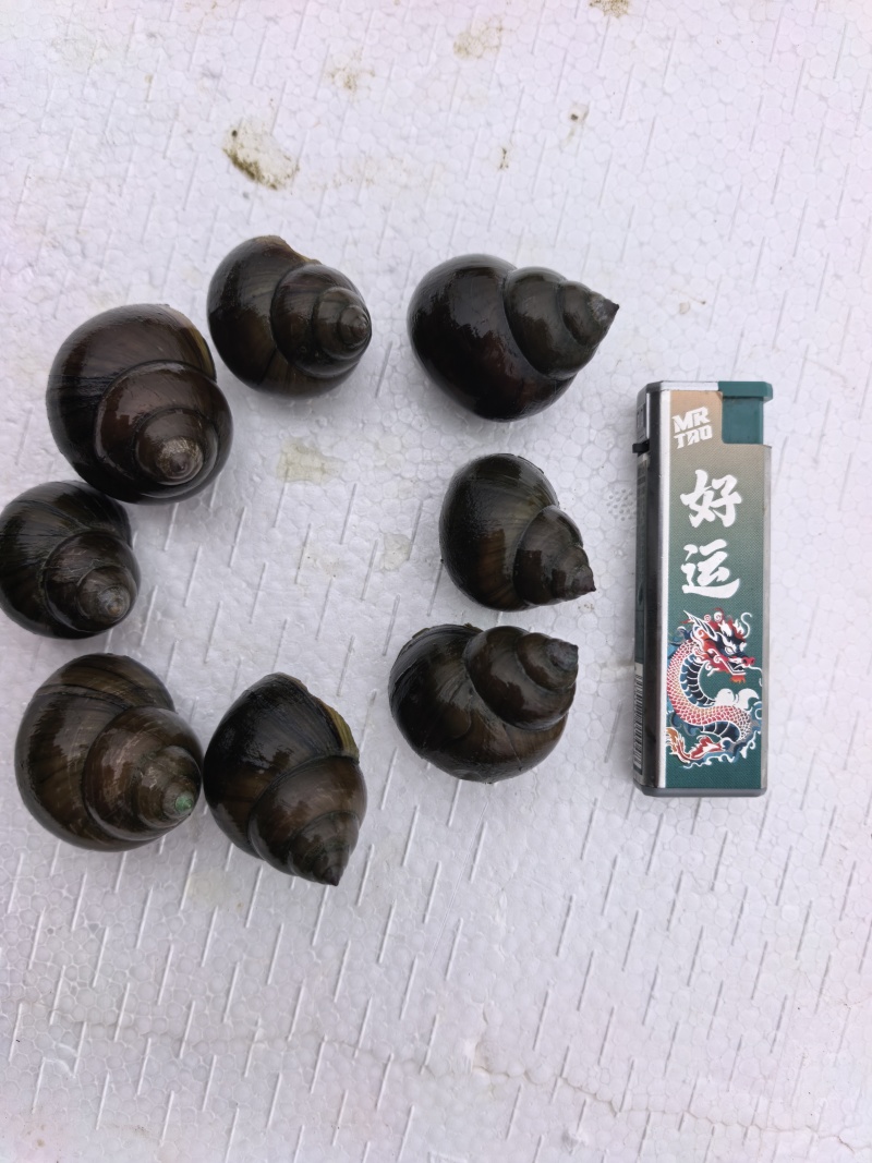 大量出售养殖中华圆田螺，一手货源，价格优惠