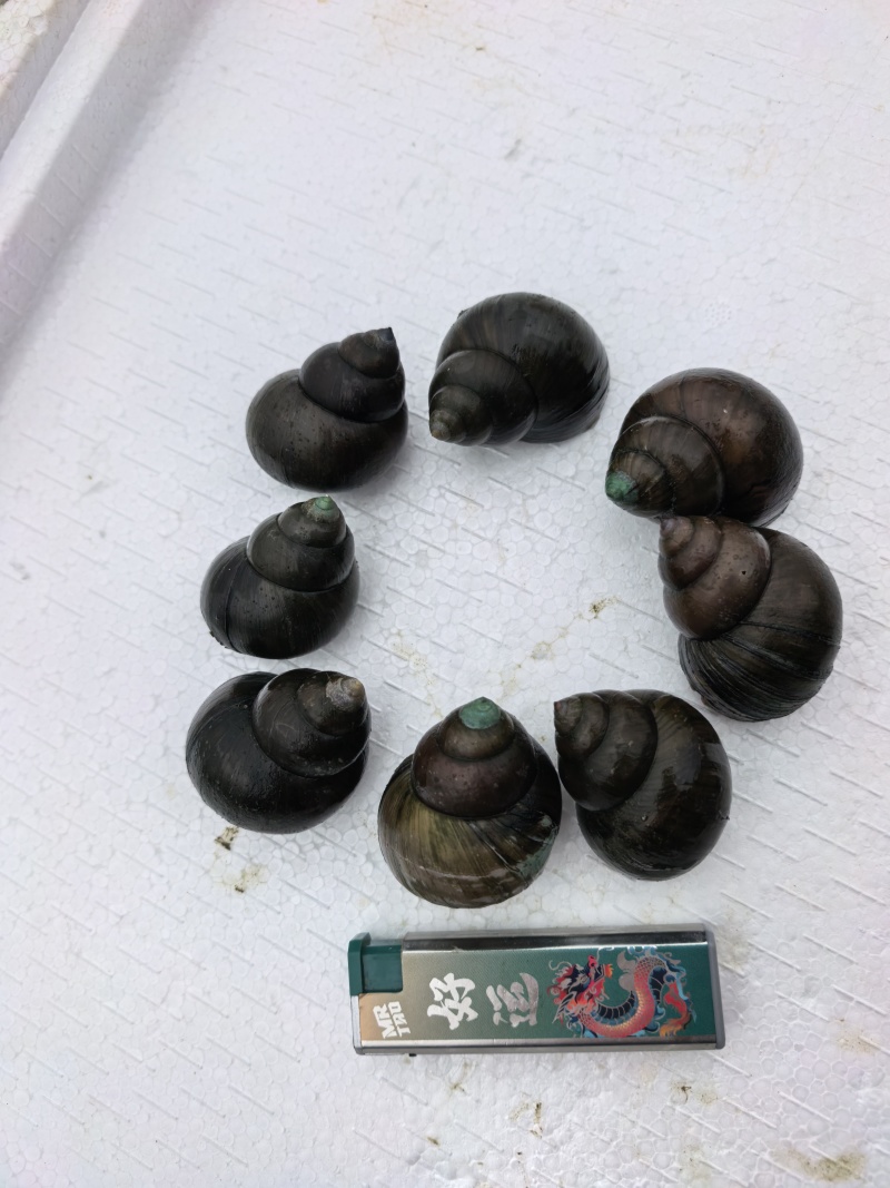 大量出售养殖中华圆田螺，一手货源，价格优惠
