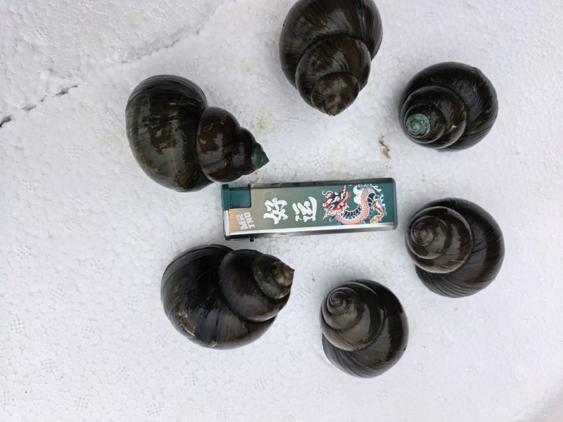 大量出售养殖中华圆田螺，一手货源，价格优惠