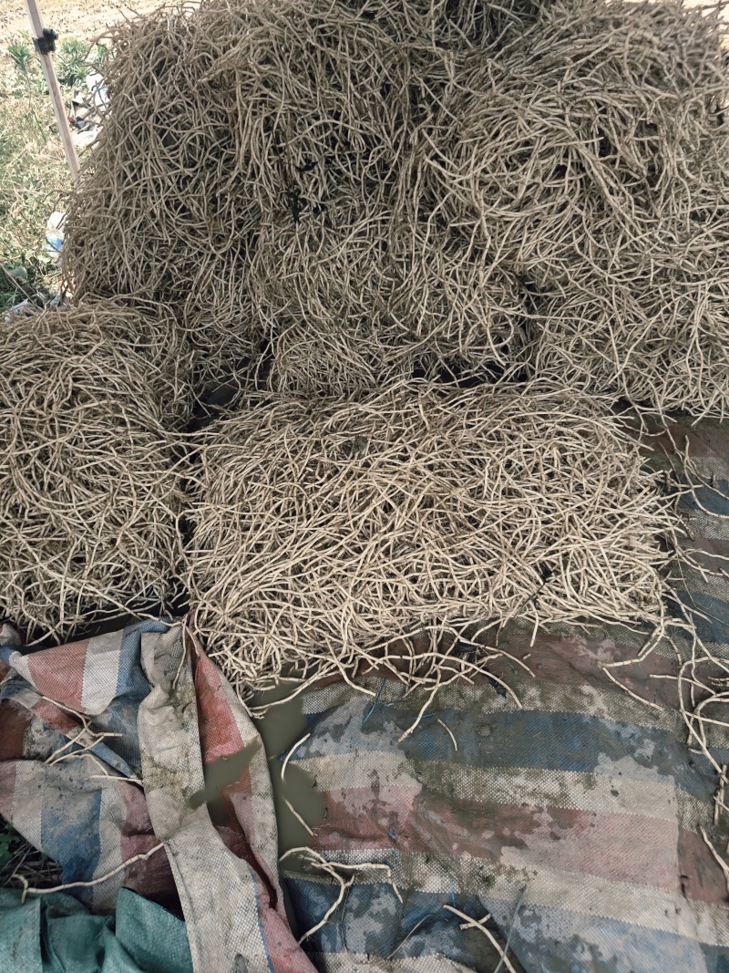 鱼腥草根