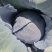 兰州高原夏菜紫甘蓝