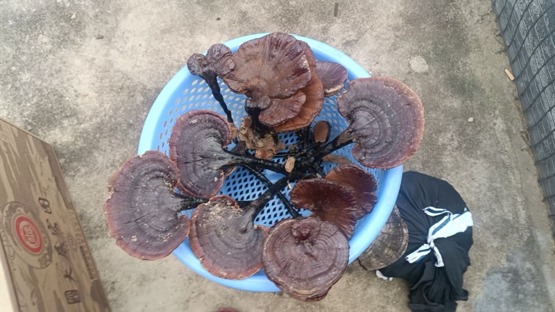 野生灵芝