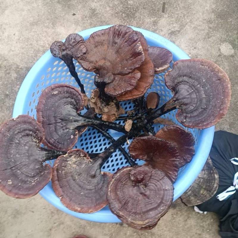 野生灵芝
