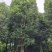 大型香樟出售