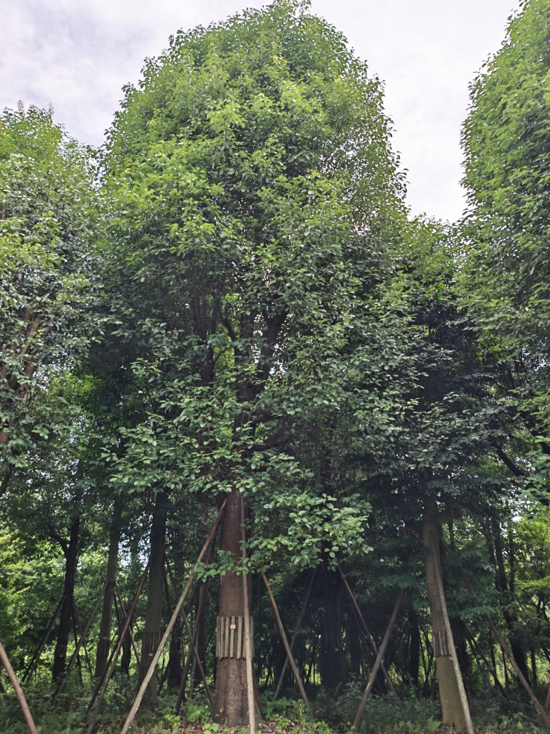 大型香樟出售