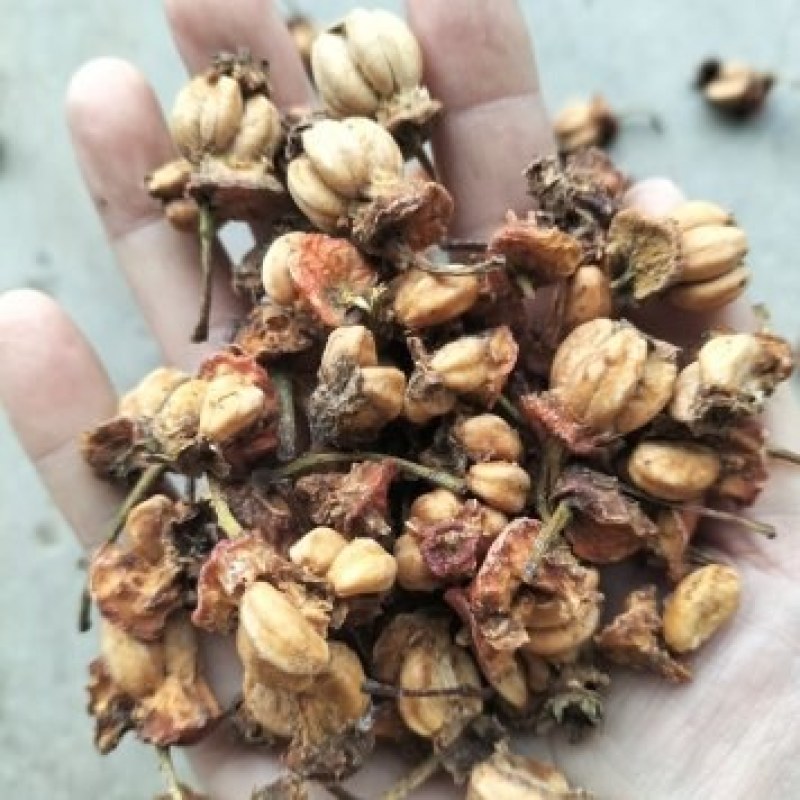 山楂种子，山楂核，带果肉，饲料厂打粉，烧火都可以，哂干货