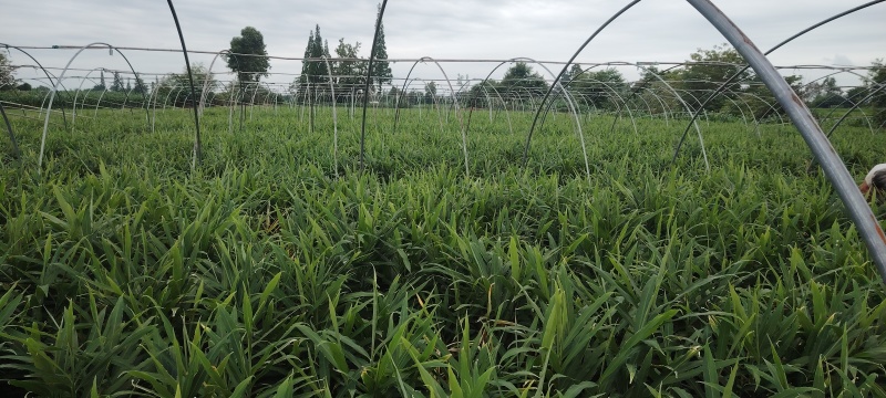 四川红牙子姜产地直发货源充足可视频看货