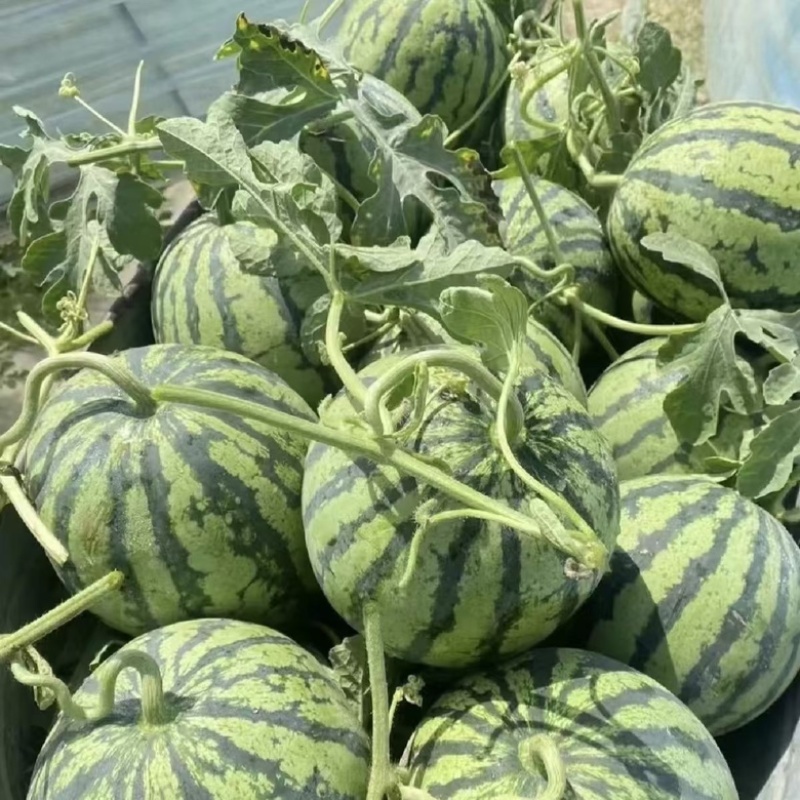 头茬美都西瓜产地直发对接全国保质保量欢迎采购