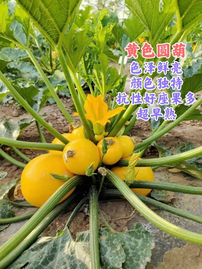 黄色圆葫超早熟座果多，抗性强好管理，颜色独特鲜亮