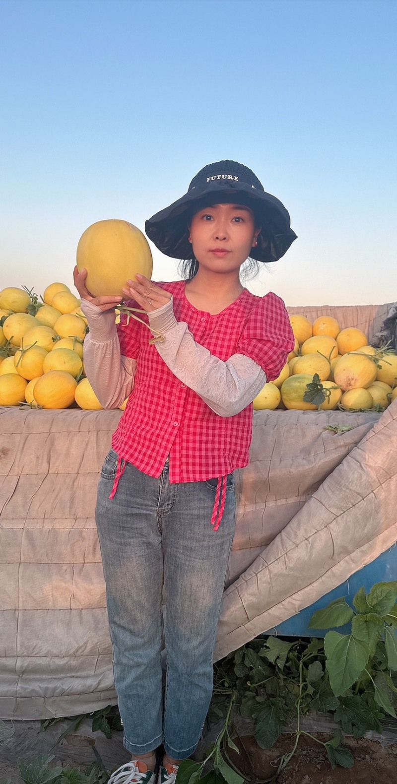 甘肃民勤蜜瓜，甘肃金红宝蜜瓜，一手货源代发全国客商