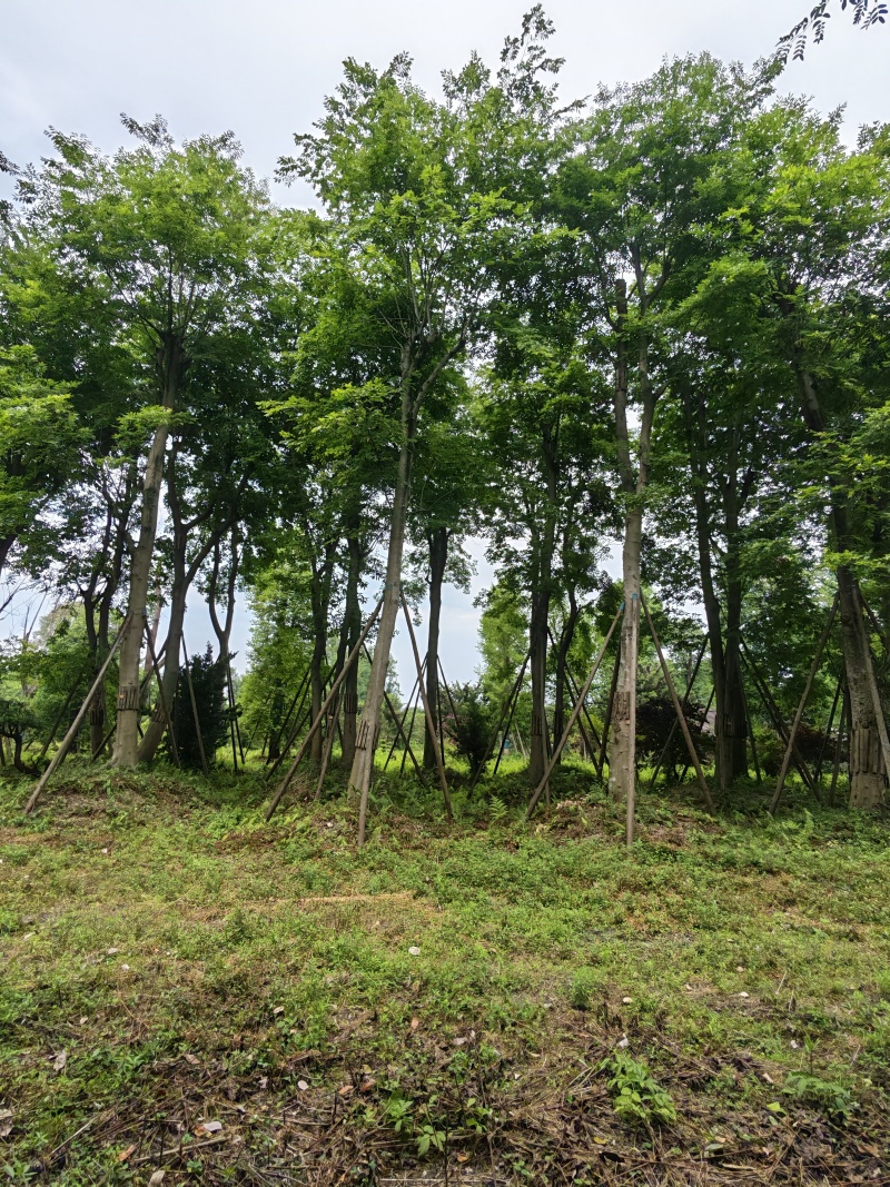 朴树
