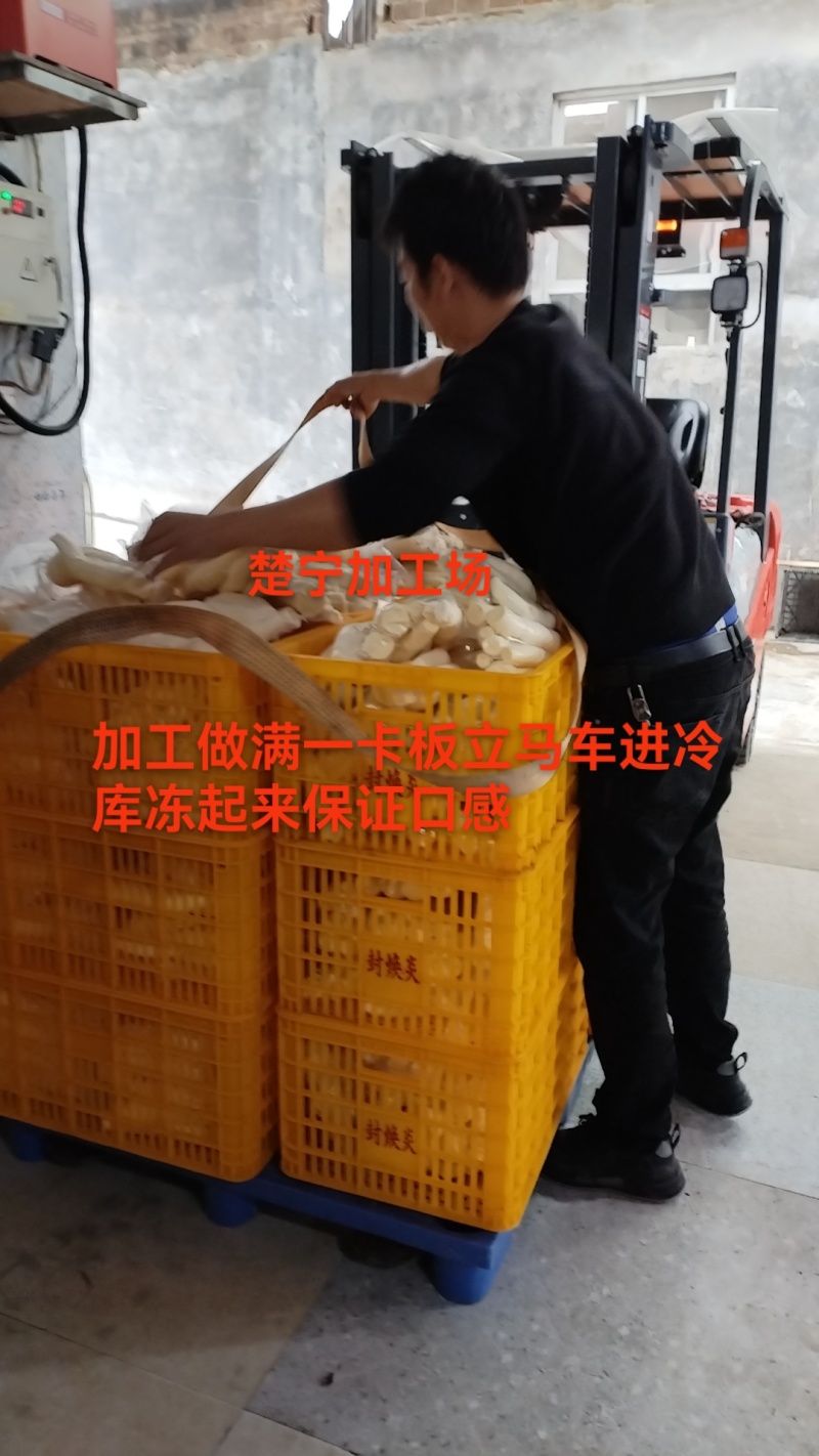 广西容县本地黄肉木薯，鸡蛋木薯糖水木薯初加工大量批发