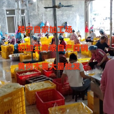 广西容县本地黄肉木薯，鸡蛋木薯糖水木薯初加工大量批发