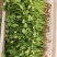 优质中叶铁杆清香菜。