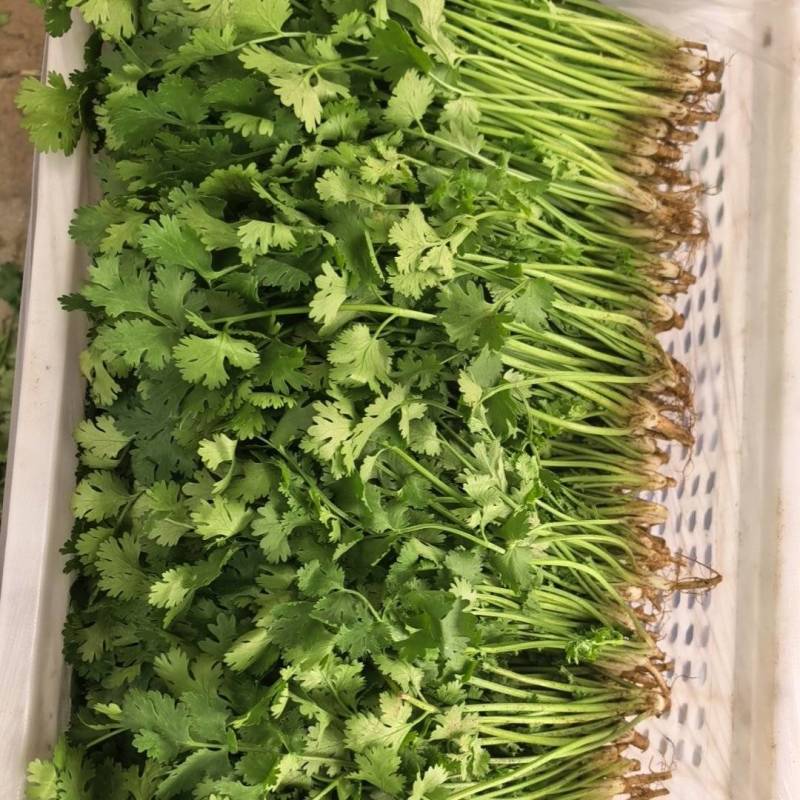 优质中叶铁杆清香菜。