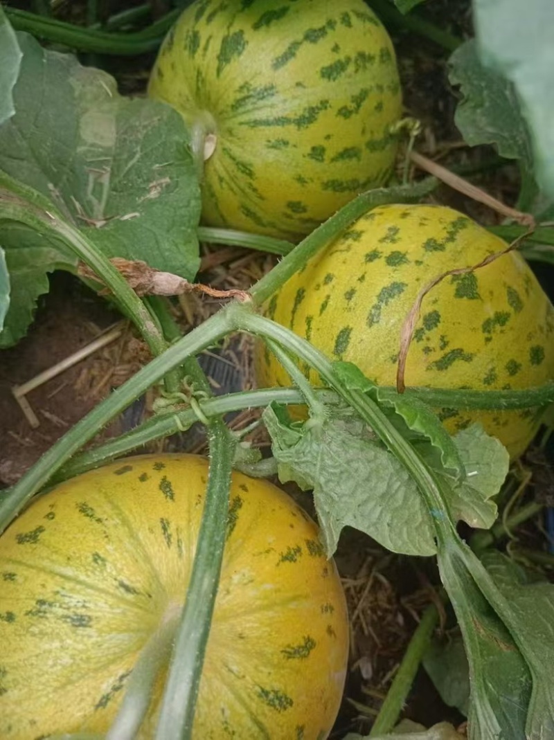 花蜜甜瓜大量上市欢迎采购对接全国产地直发