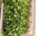 优质中叶铁杆清香菜。