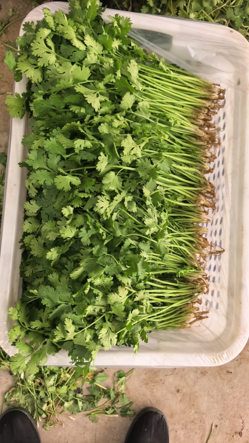 优质中叶铁杆清香菜。
