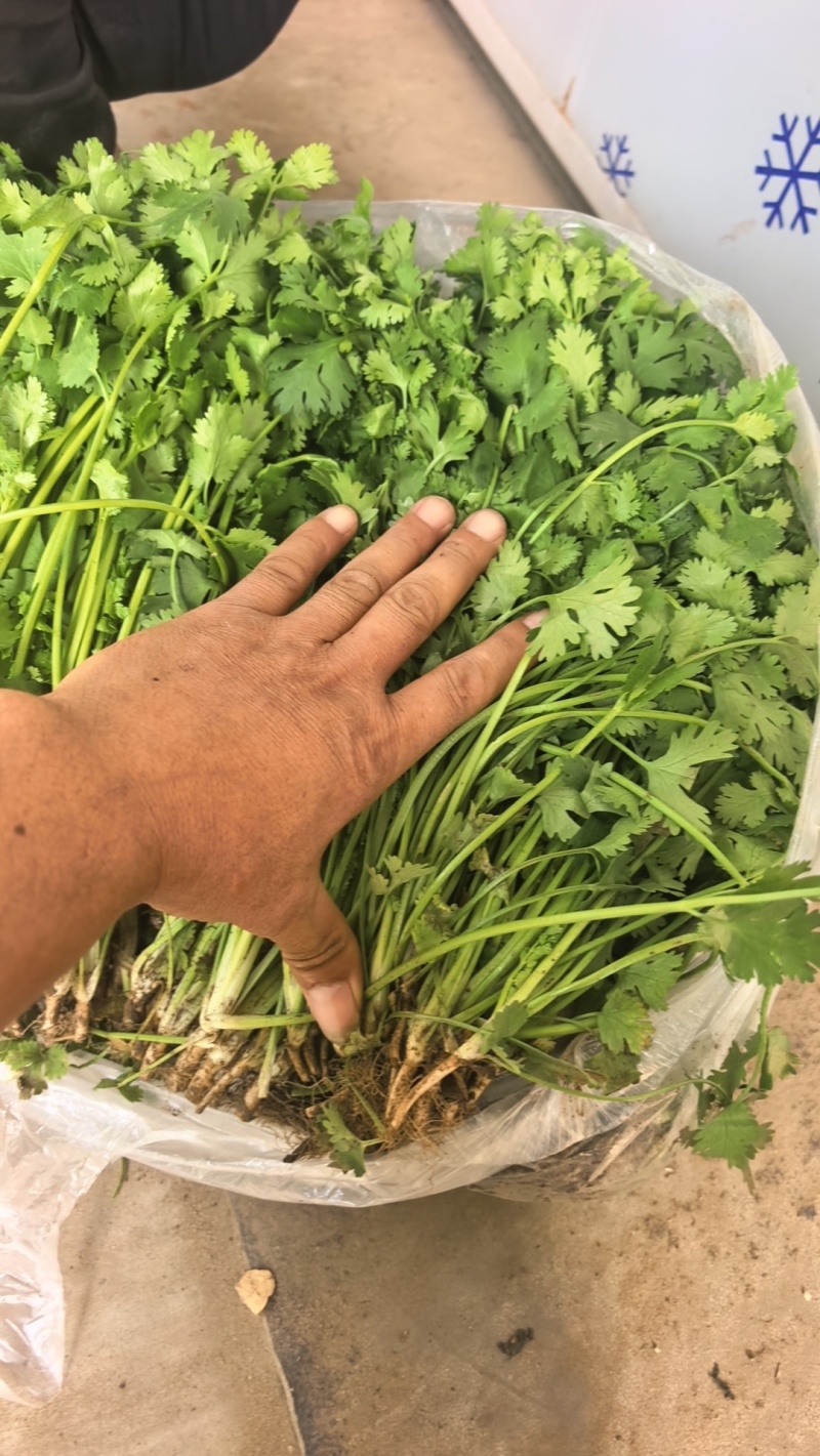 优质中叶铁杆清香菜。