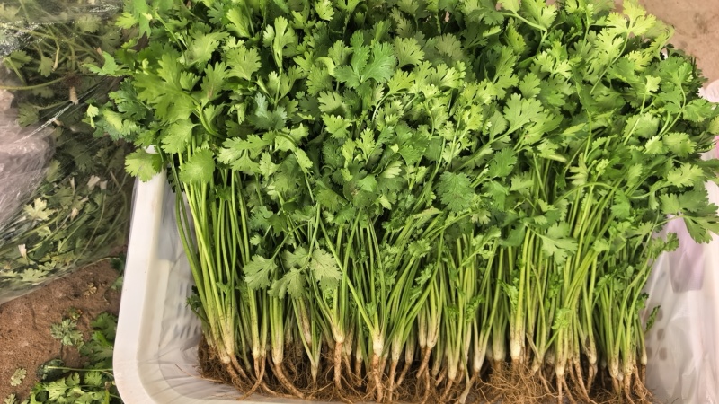优质中叶铁杆清香菜。