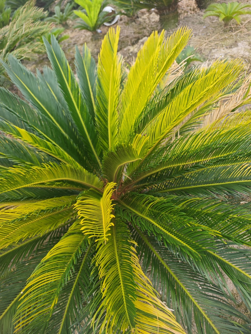 铁树