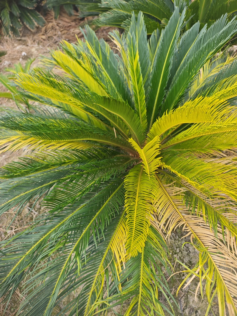 铁树