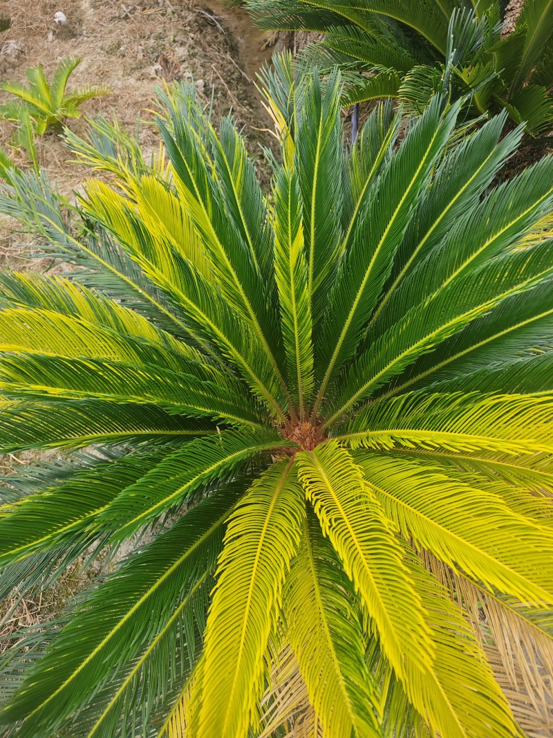 铁树